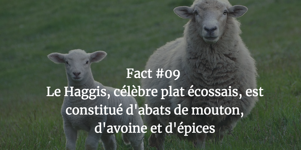 Fact #09 - Le Haggis, célèbre plat écossais, est constitué d'abats de mouton, d’avoine est d’épices