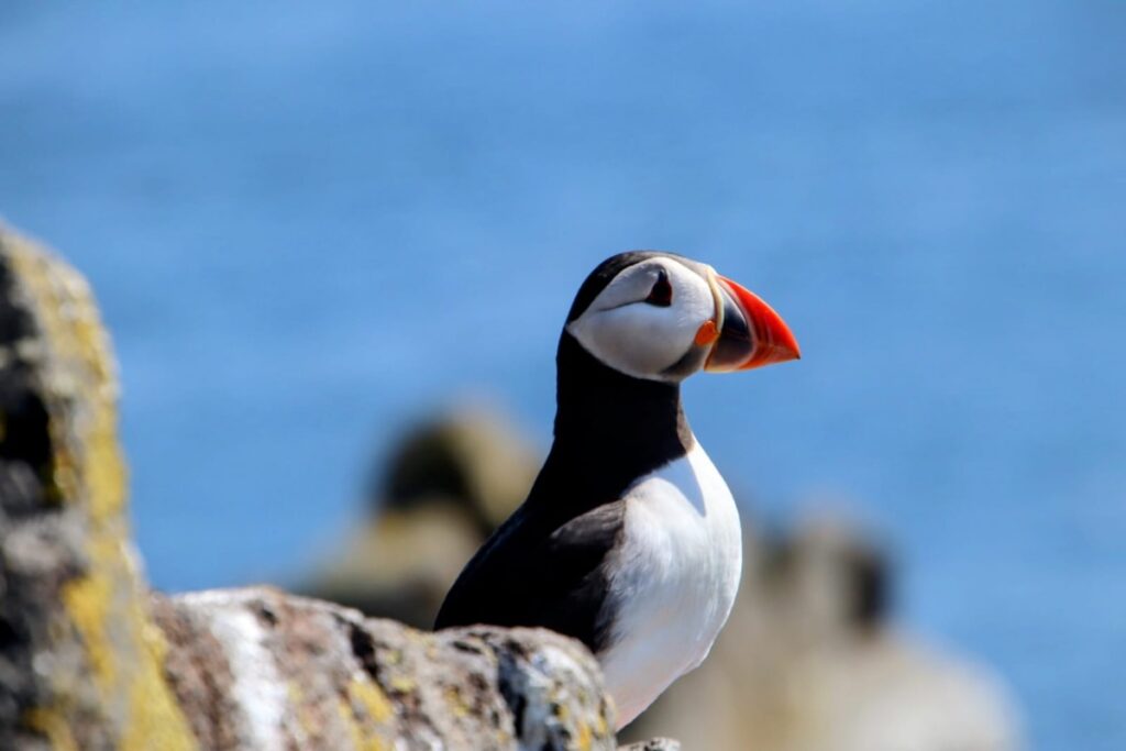Photo d'un macareux (puffin) sur l'ile de May