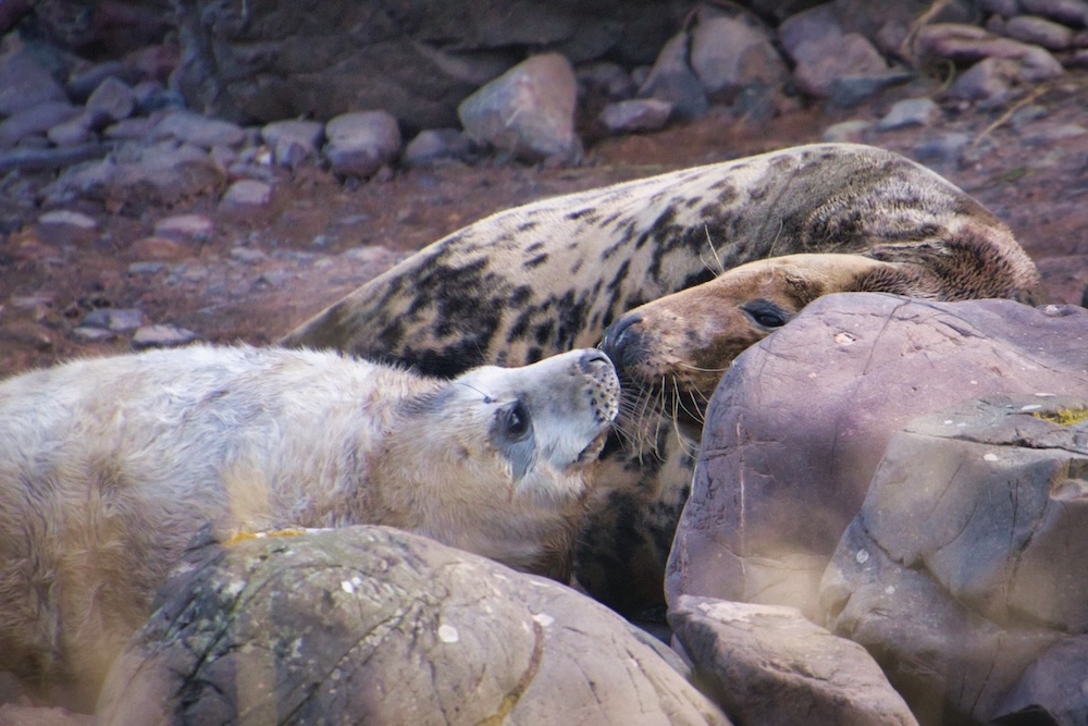 Photo d'un bébé phoque avec sa mère (bisous)