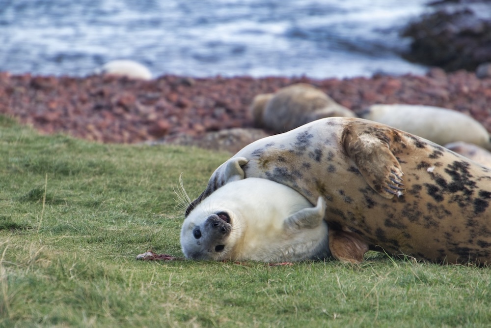 Photo d'un bébé phoque avec sa mère