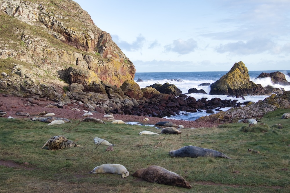 Photo de phoques sur la plage