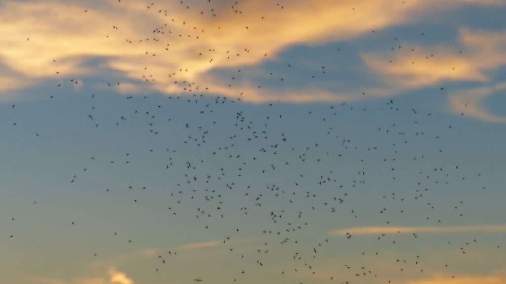 Photo de midges en Ecosse