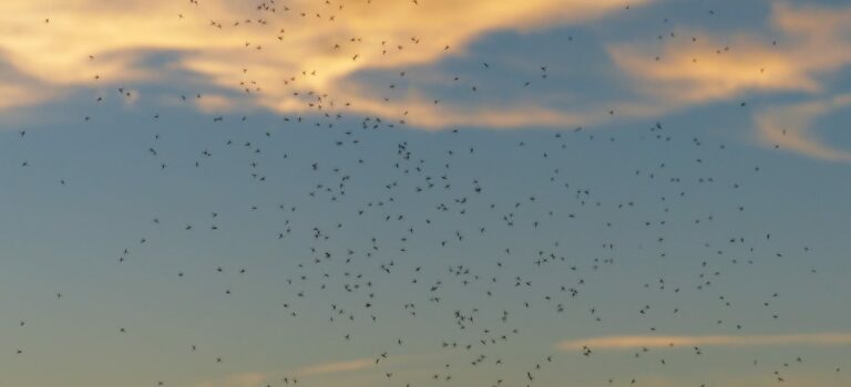 Les Midges en Écosse : Comprendre et Survivre à ces Petits Nuisibles Photo de midges en Ecosse