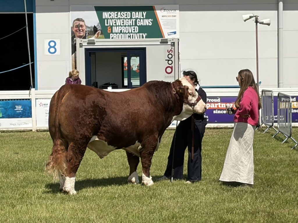 Royal Highland Show vache