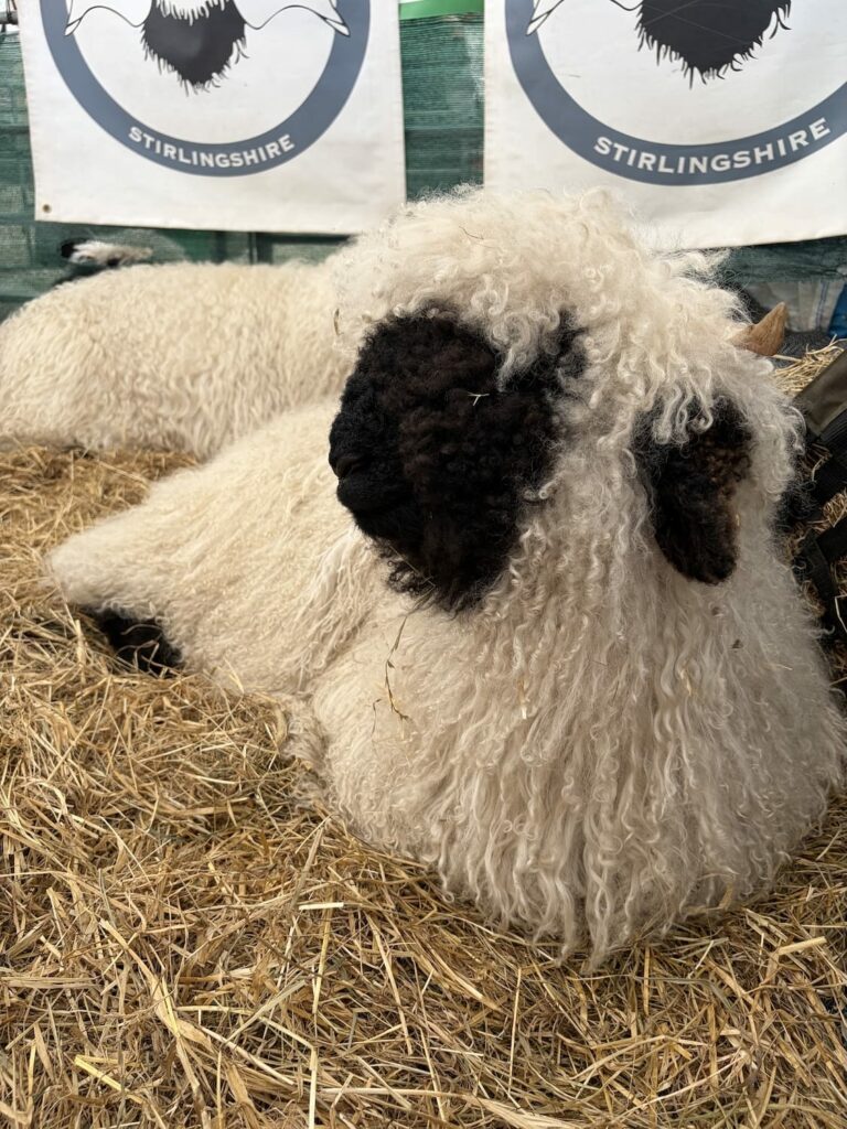 Photo mouton Royal Highland Show