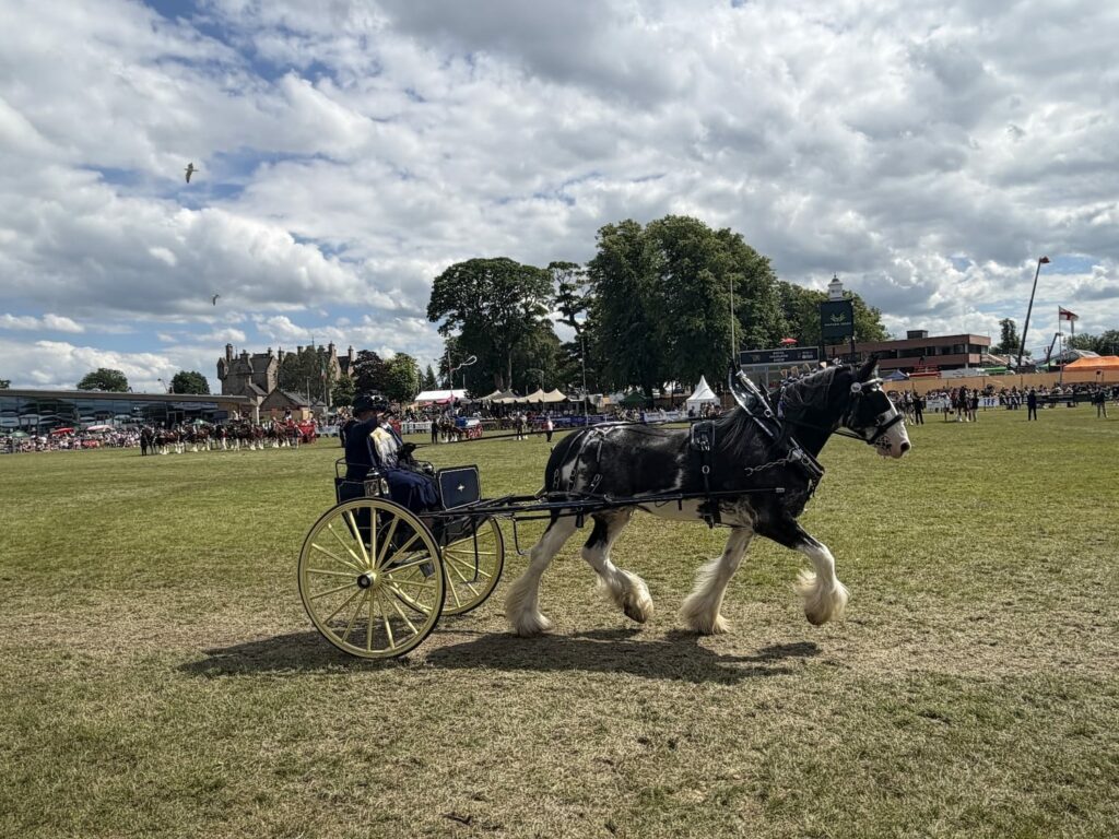 Royal Highland Show horse
