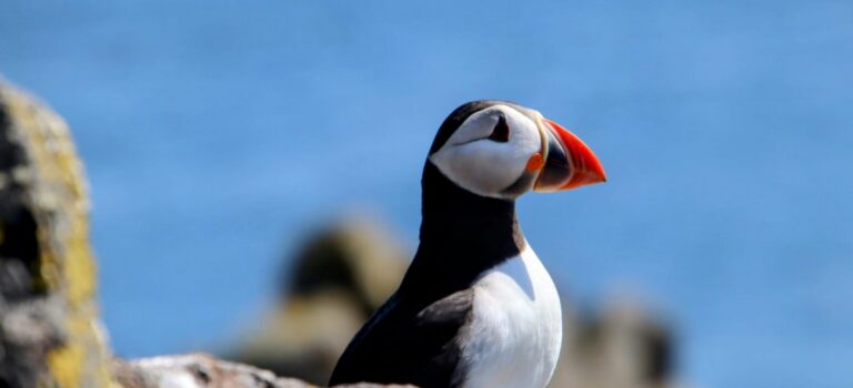 Découvrez l’île de May en Écosse Photo d'un macareux (puffin) sur l'île de May