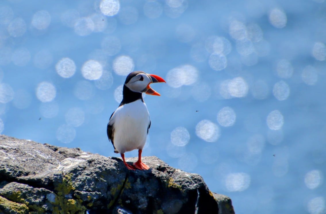 Photo d'un macareux sur l'île de May